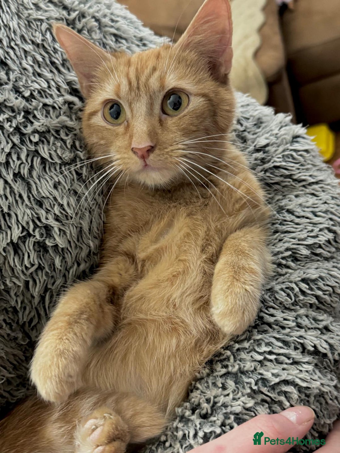 Mixed Breed cats for sale: GORGEOUS GINGER GIRL KITTEN - Advert 2