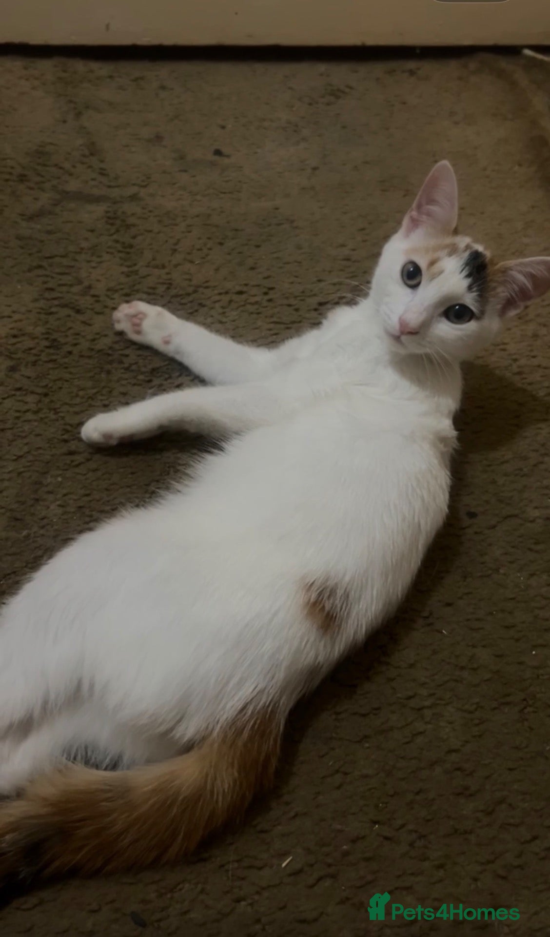 Mixed Breed cats Stunning Ginger/Cream & Calico cats - ready now!  - Advert 1