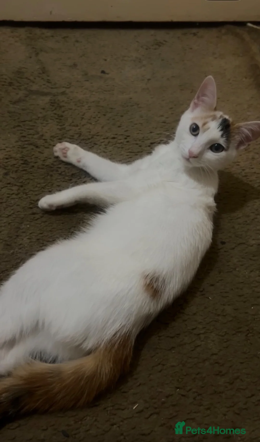 Mixed Breed cats for sale: Stunning Ginger/Cream & Calico cats - ready now!  - Advert 1