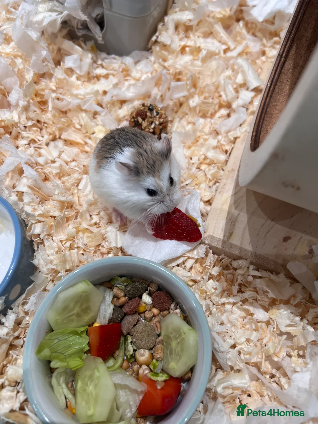 Hamster rodents for sale: Male dwarf hamster roborovski - Advert 1