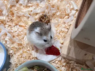 Hamster rodents Male dwarf hamster roborovski - Advert 2