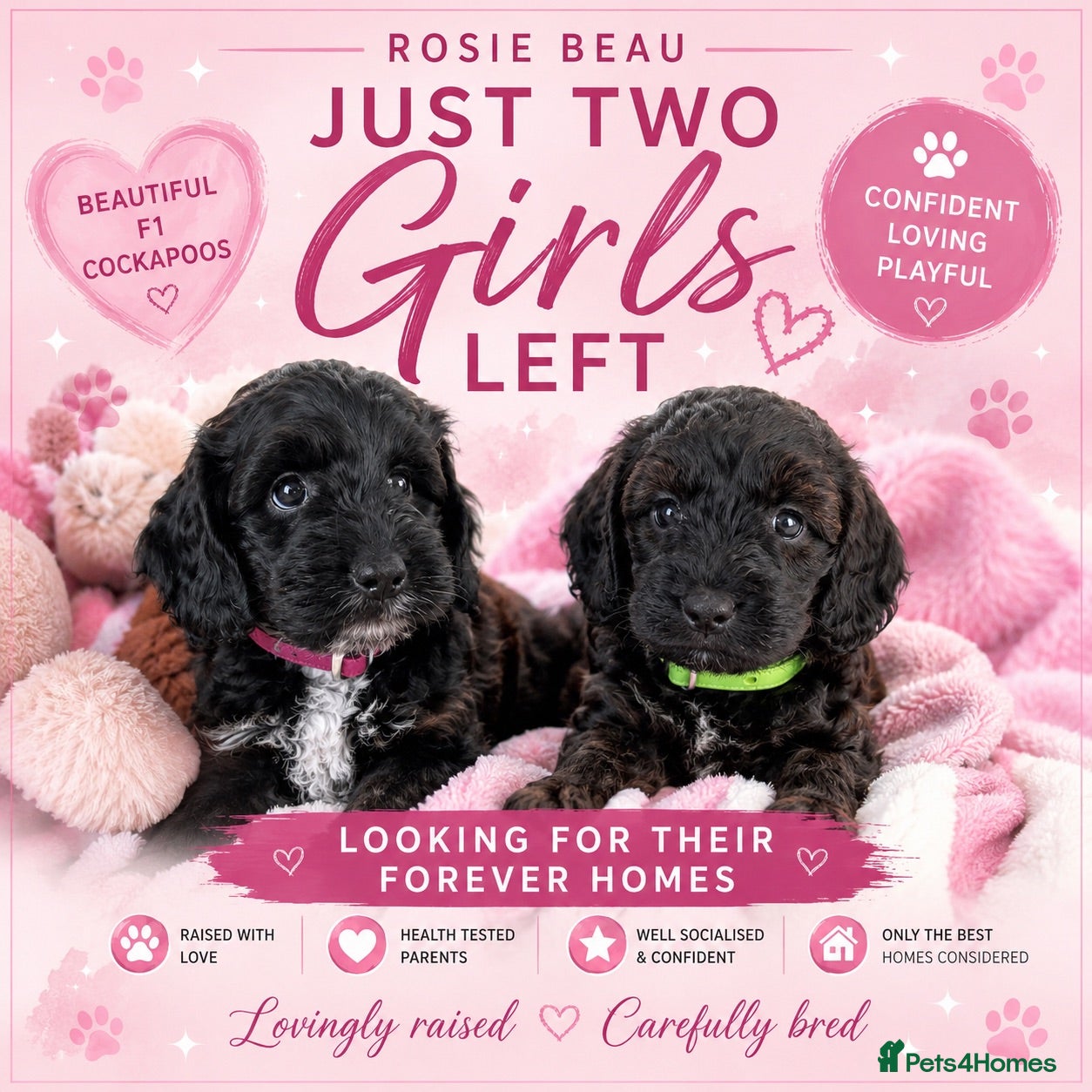 Cockapoo dogs Exceptional F1 Cockapoo Puppies - Advert 1