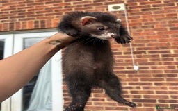 Ferret rodents for sale: 2 semi angora black self babies 1 jill 1 hob left  - Image 13