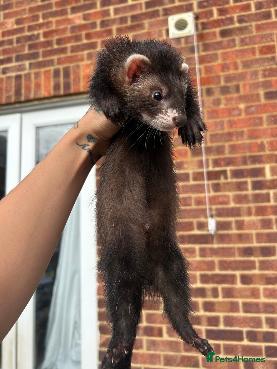 Ferret rodents for sale: 2 semi angora black self babies 1 jill 1 hob left  - Image 13