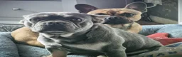 French Bulldog dogs for sale: French bulldogs - Advert 4