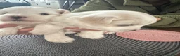 Maltese dogs for sale: Gorgeous baby Maltese - Advert 7