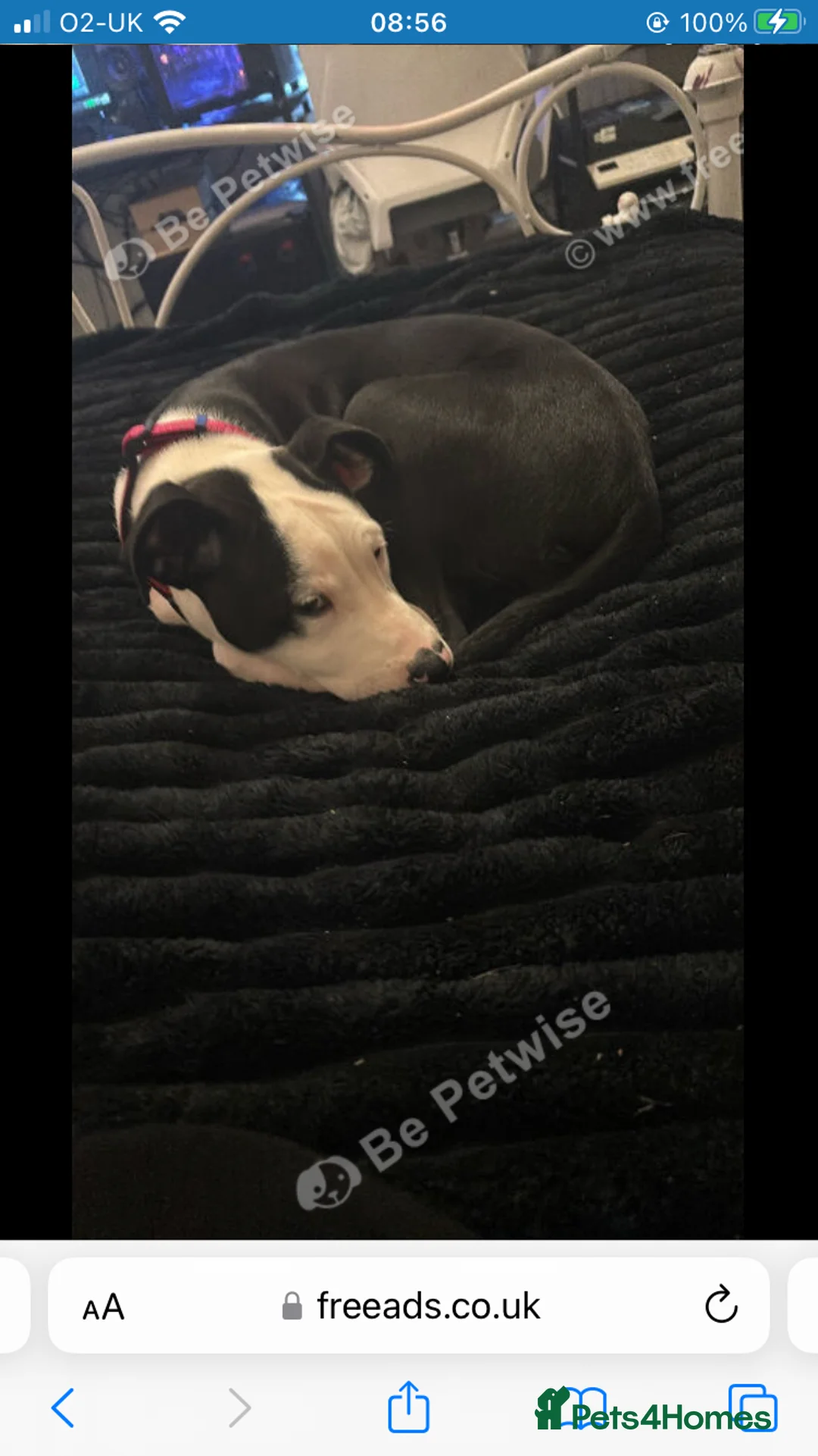 Mixed Breed dogs for sale: Melody  - Advert 1