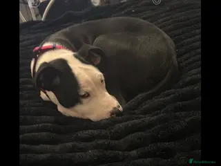 Mixed Breed dogs Melody - Advert 4