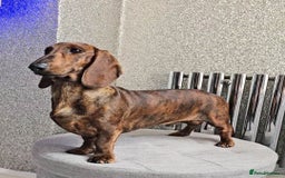 Dachshund dogs for stud: Standard dachshund  - Image 2