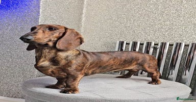 Dachshund dogs - Advert 15