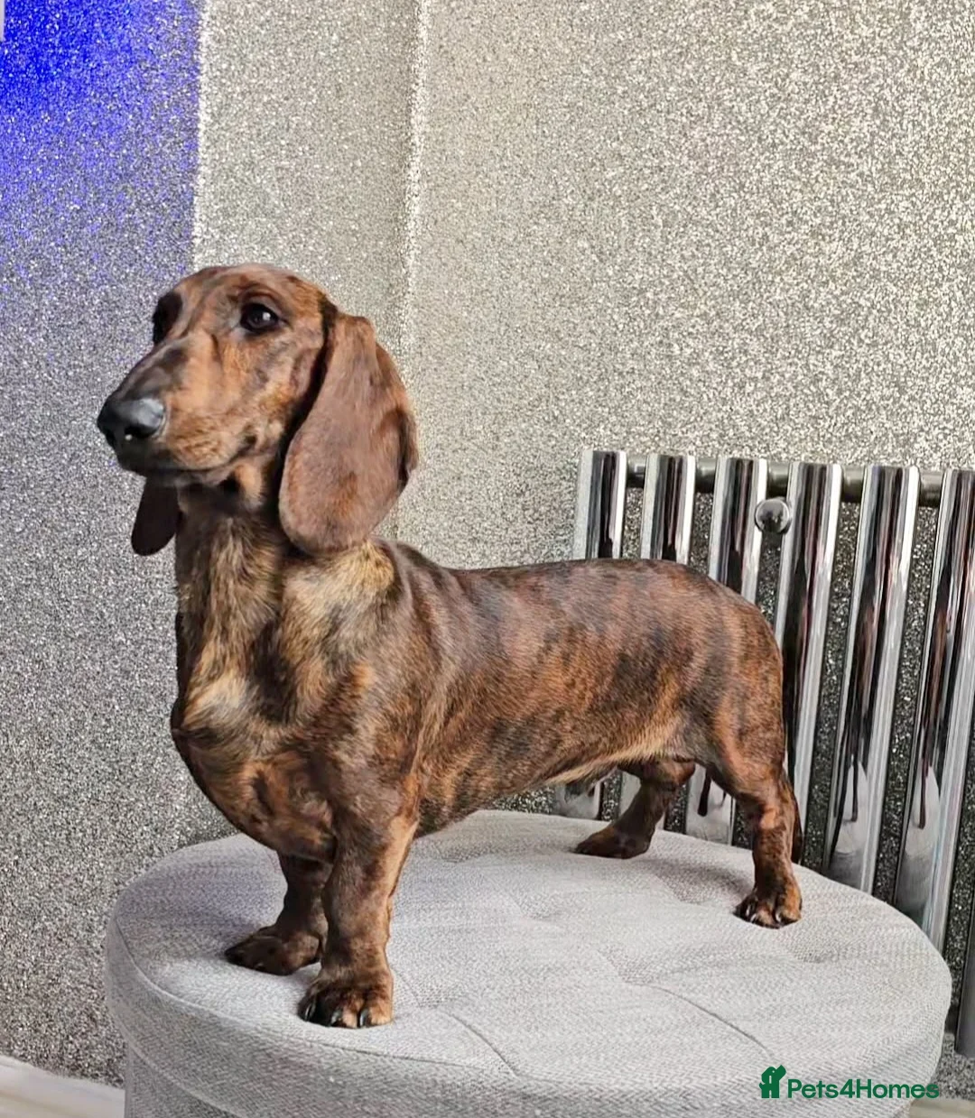 Dachshund dogs for stud: Standard dachshund  - Advert 5