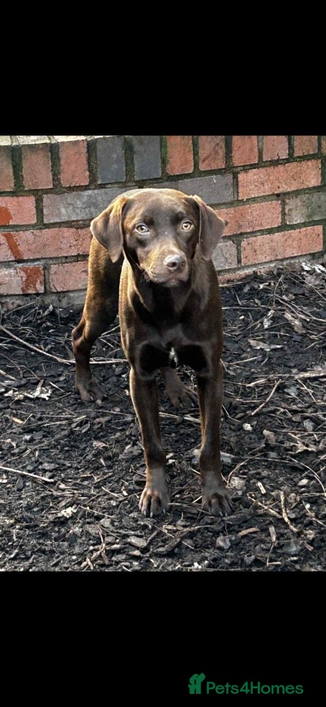 Mixed Breed dogs Julian  - Advert 2