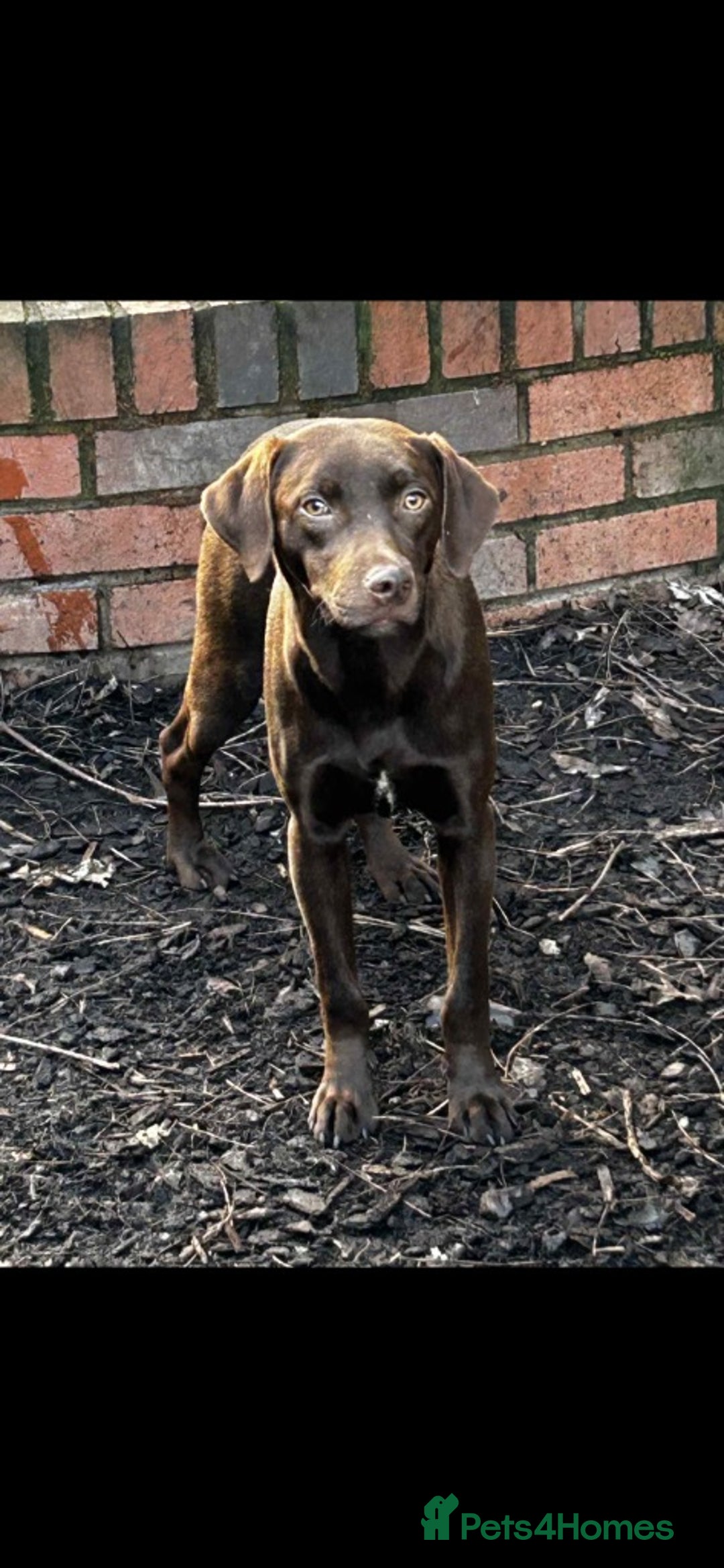 Mixed Breed dogs for adoption: Julian  - Advert 1