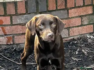 Mixed Breed dogs Julian - Advert 13