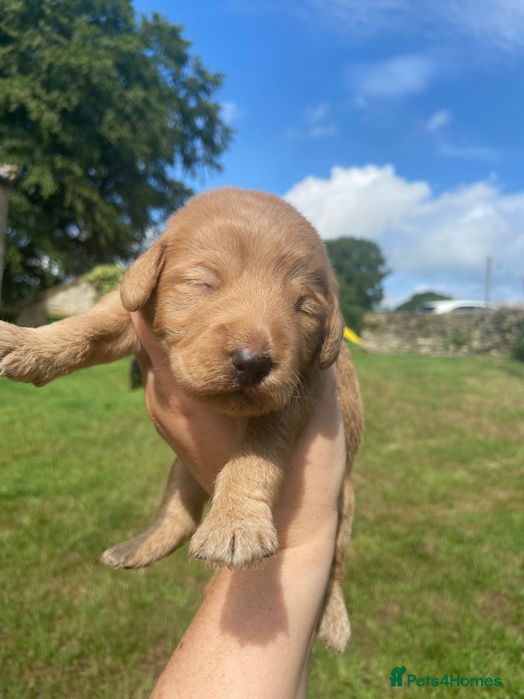 Aussiedoodle dogs for sale: Gorgeous Aussie Doodle Pups - Image 25