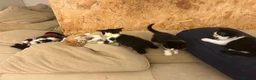 British Shorthair cats for sale: beautiful british shorthair and longhair kittens  - Advert 4