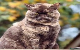 British Shorthair cats for sale: Beautiful 1/2 British Shorthair - Advert 2