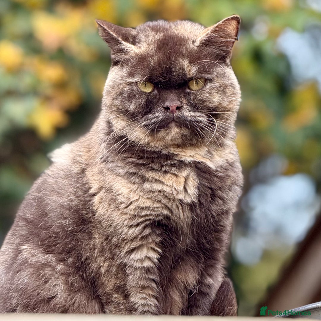 British Shorthair cats for sale: Beautiful 1/2 British Shorthair - Advert 2