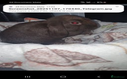 Mini Lop rabbits for sale: Mini lop/mini lion lop - Image 4