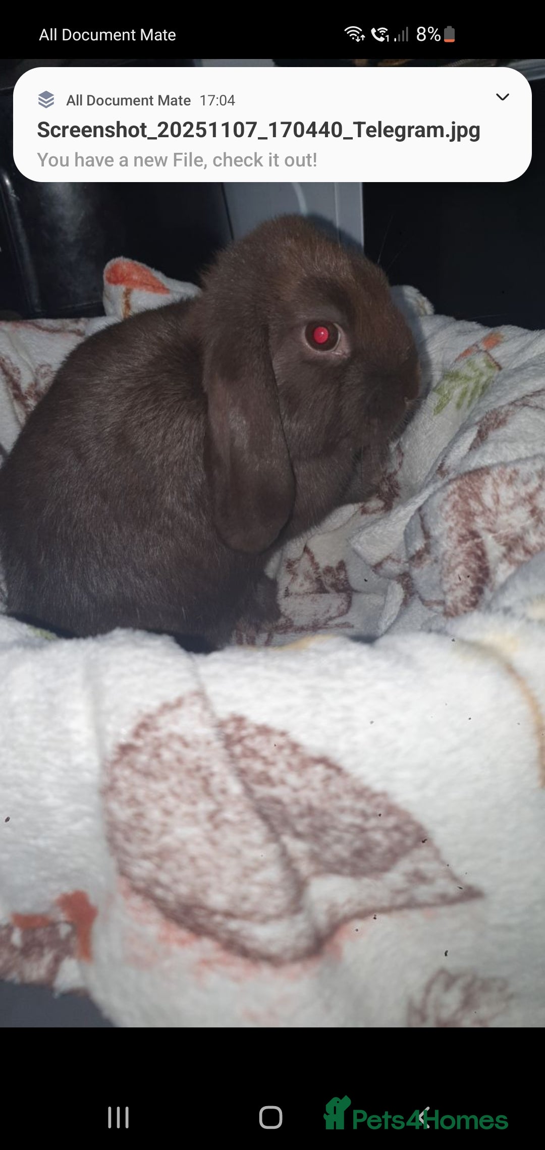 Mini Lop rabbits for sale: Mini lop/mini lion lop - Image 4