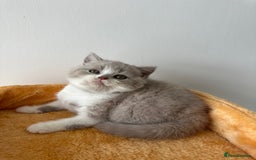 British Shorthair cats for sale: 🐻 Beautiful Teddy Bear BSH and BLH 🐻 - Image 24