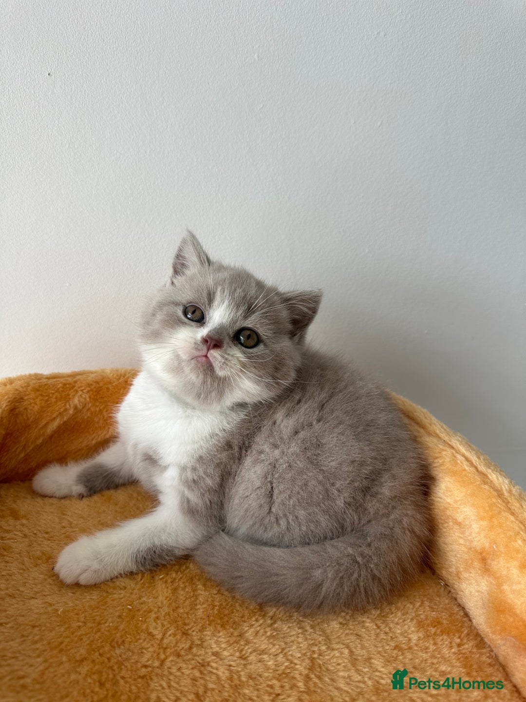 British Shorthair cats for sale: 🐻 Beautiful Teddy Bear BSH and BLH 🐻 - Image 24