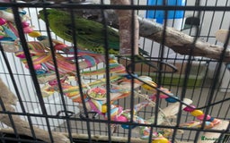 Parakeets birds for sale: Female Lineolated Parakeet - Image 3