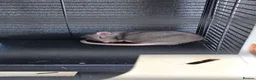 Rat rodents for sale: 2 male bonded rats  in Norwich - Advert 2