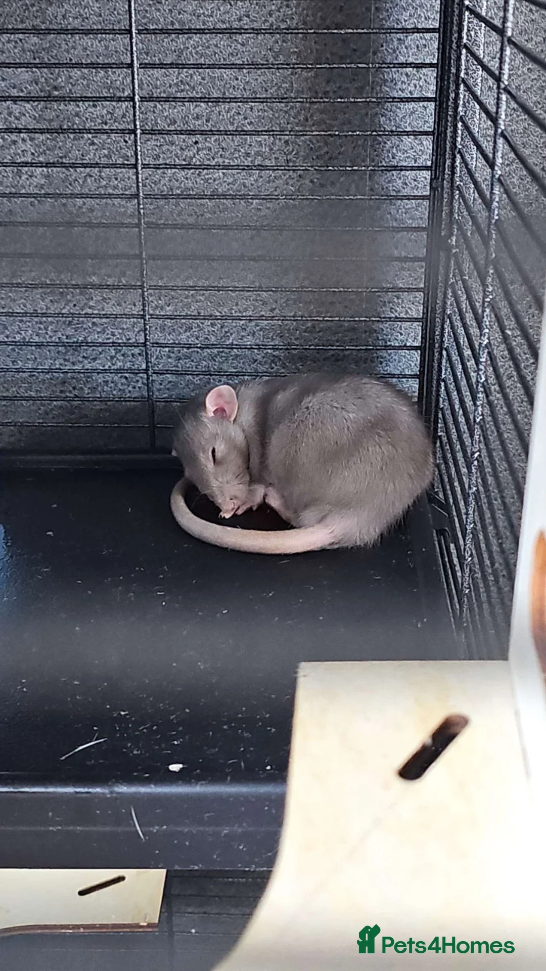 Rat rodents for sale: 2 male bonded rats  in Norwich - Advert 2
