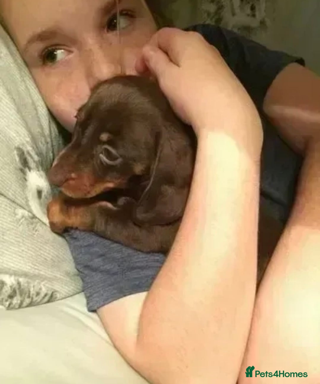 Miniature Dachshund dogs for sale: KC registered**Chocolate and tan**mini dachshunds  - Advert 8