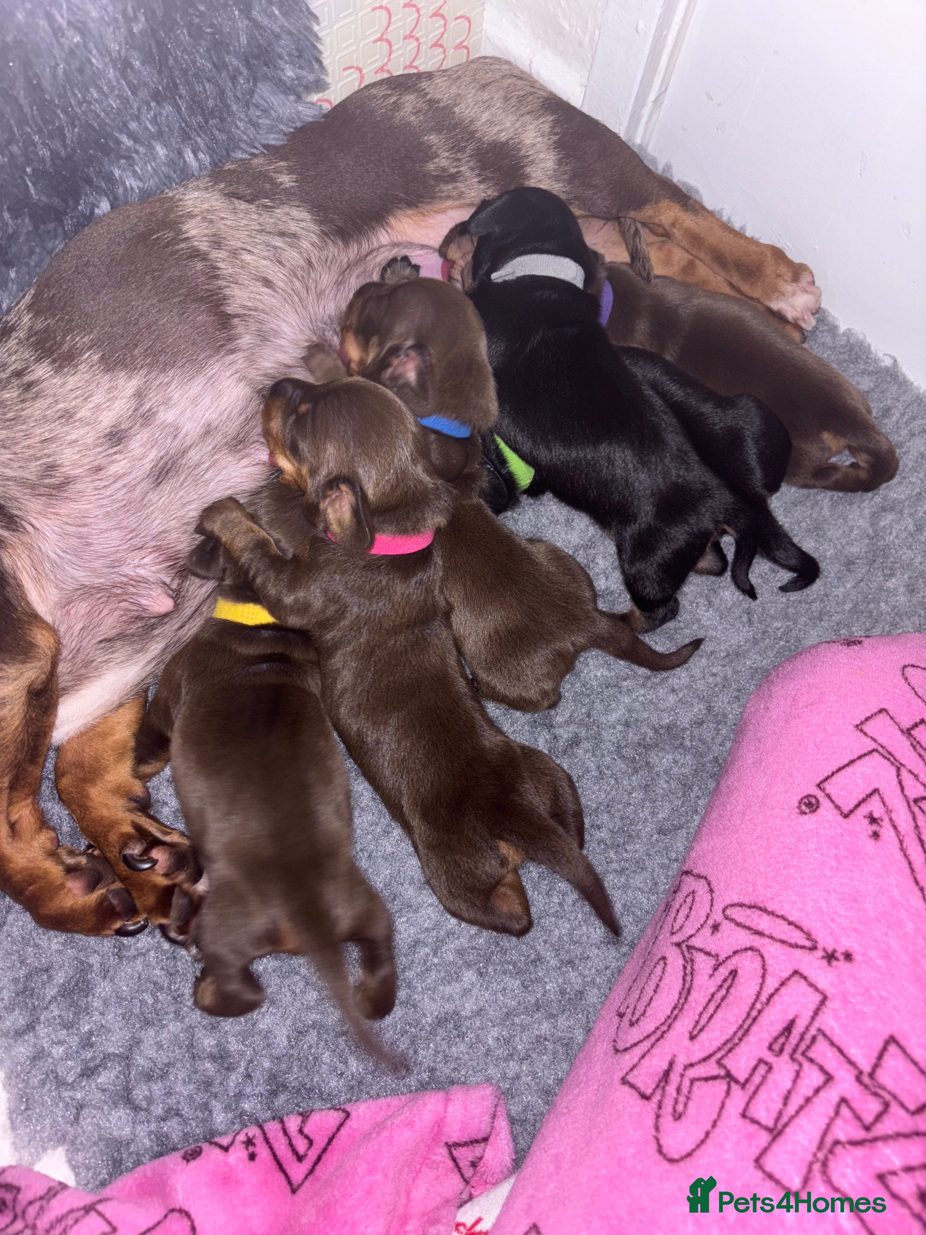 Dachshund dogs Miniature and standards dachshund pups - Advert 1