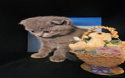 Scottish Fold cats for sale: Scottish fold and straight ears kittens for sale.  - Image 1