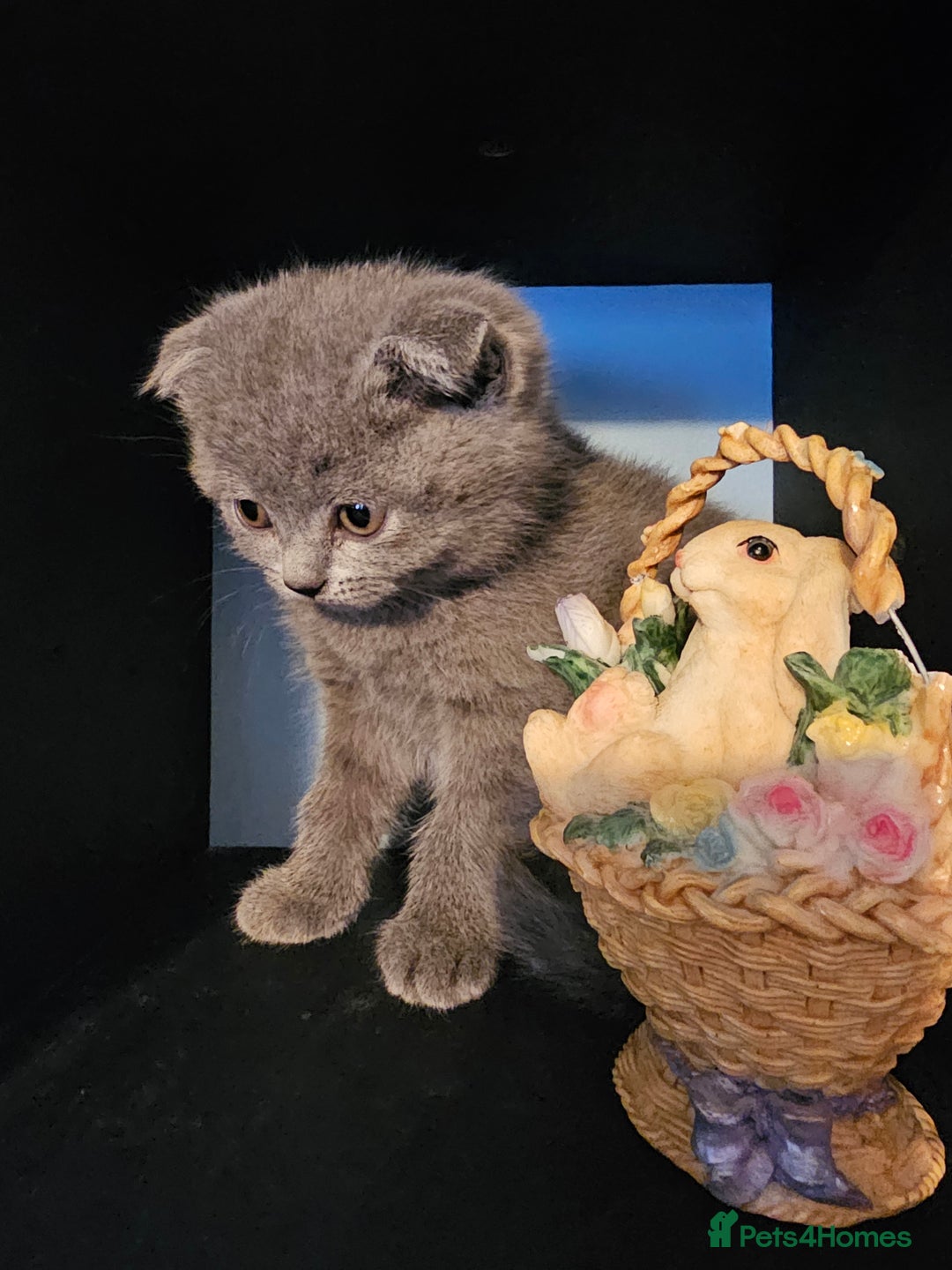 Scottish Fold cats for sale: Scottish fold and straight ears kittens for sale.  - Image 1