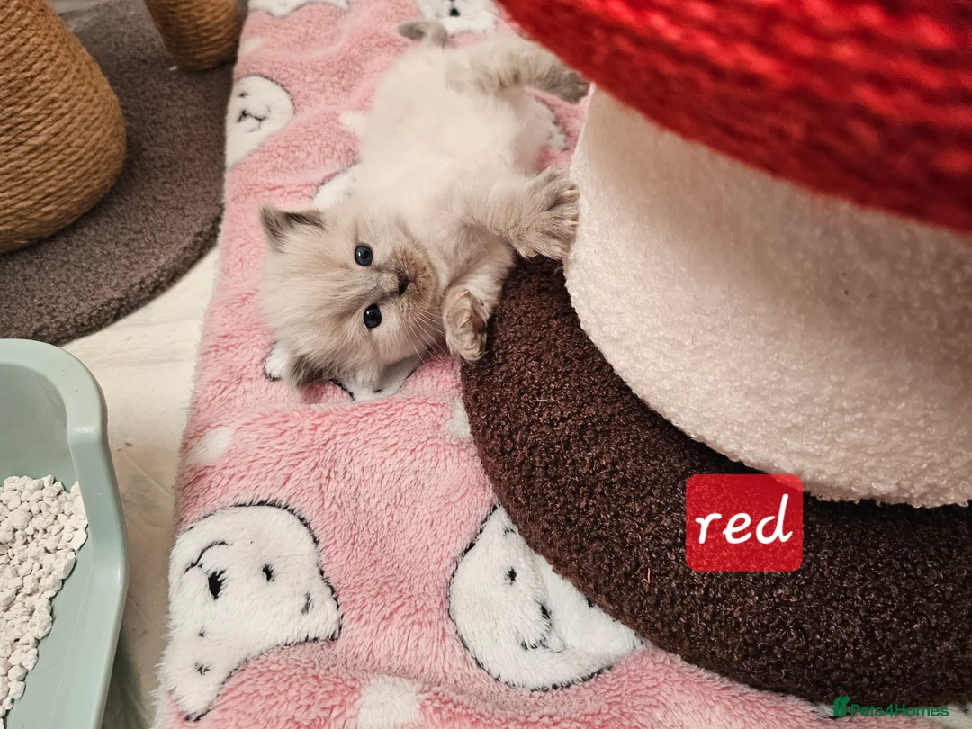 Ragdoll cats for sale: Ragdoll kittens  - Advert 8