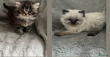 Perdoll cats - Advert 8