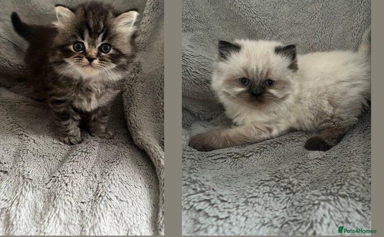 Perdoll cats - Advert 1