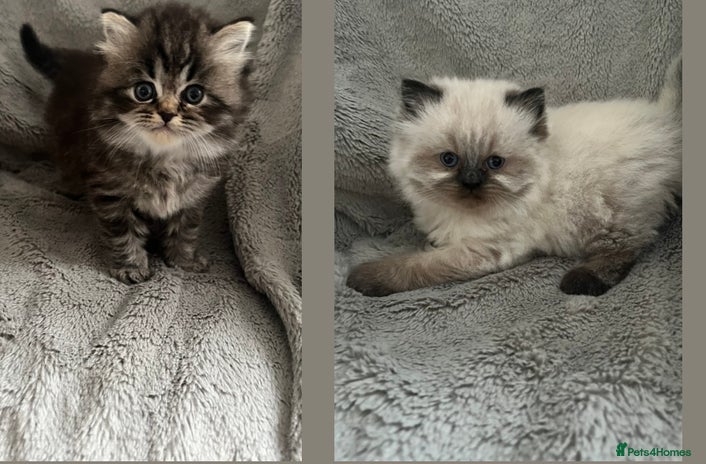 Perdoll cats - Advert 1