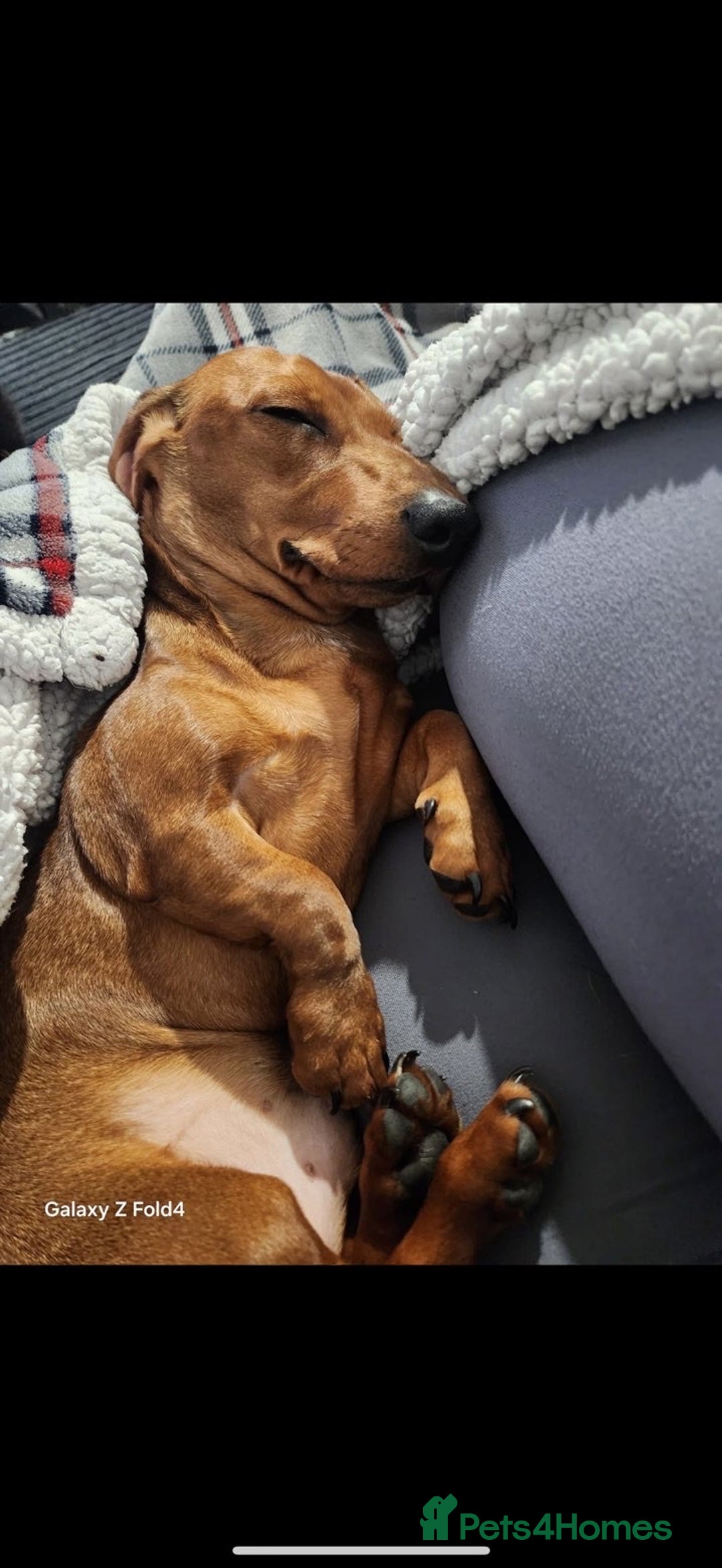 Mixed Breed dogs for sale: Cocker spaniel x bagal x miniature dashound - Advert 9