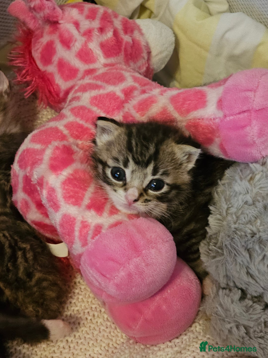Ragcoon cats for sale: Ragcoon kittens 😸 😍  - Image 2
