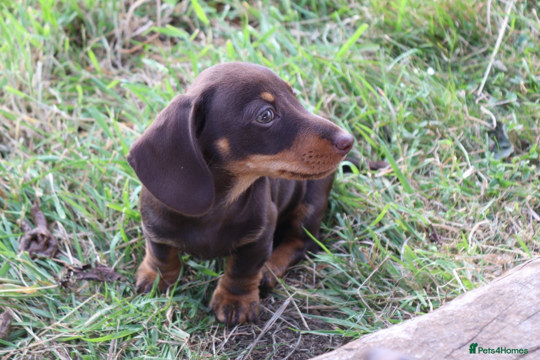 Miniature Dachshund dogs for sale: Stunning Miniature dachshunds ready now  - Image 10