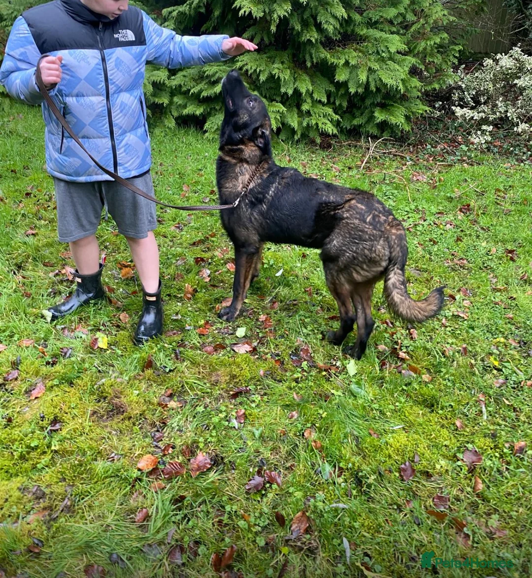 Mixed Breed dogs for sale: Belgian shepherd x Caucasian shepherd x - Advert 7