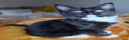 Mixed Breed cats for sale: Maine Coon Mixed Kittens Tabby & Tuxedo Richmond - Advert 24