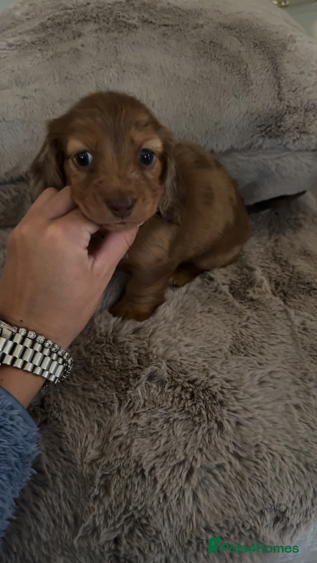 Miniature Dachshund dogs for sale: Long Haired ( Choclate Based ) Mini Dachshunds  - Advert 5
