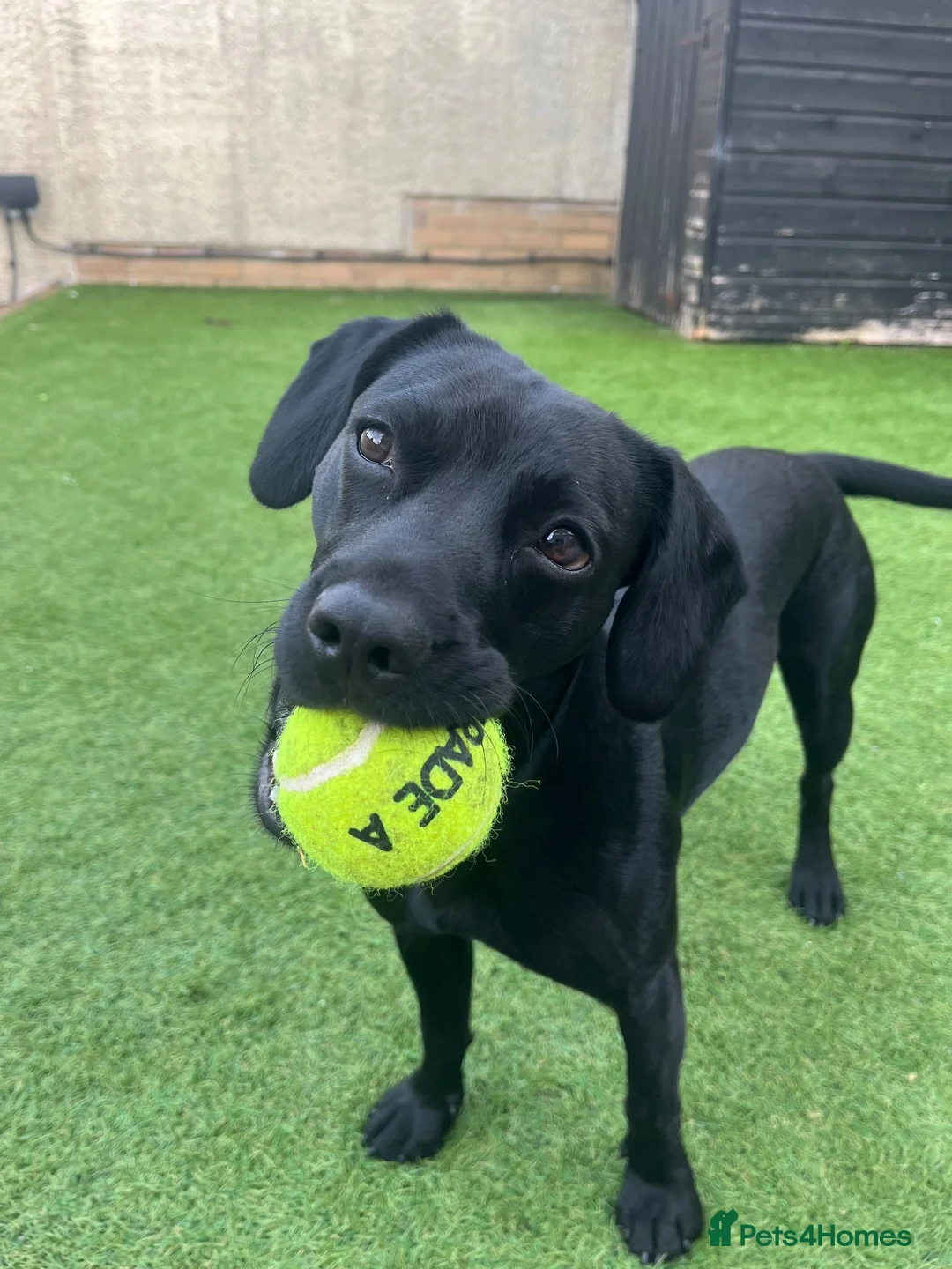 Mixed Breed dogs for sale: Adorable Black Cocker Spaniel x Staffy in Swanage - Advert 2