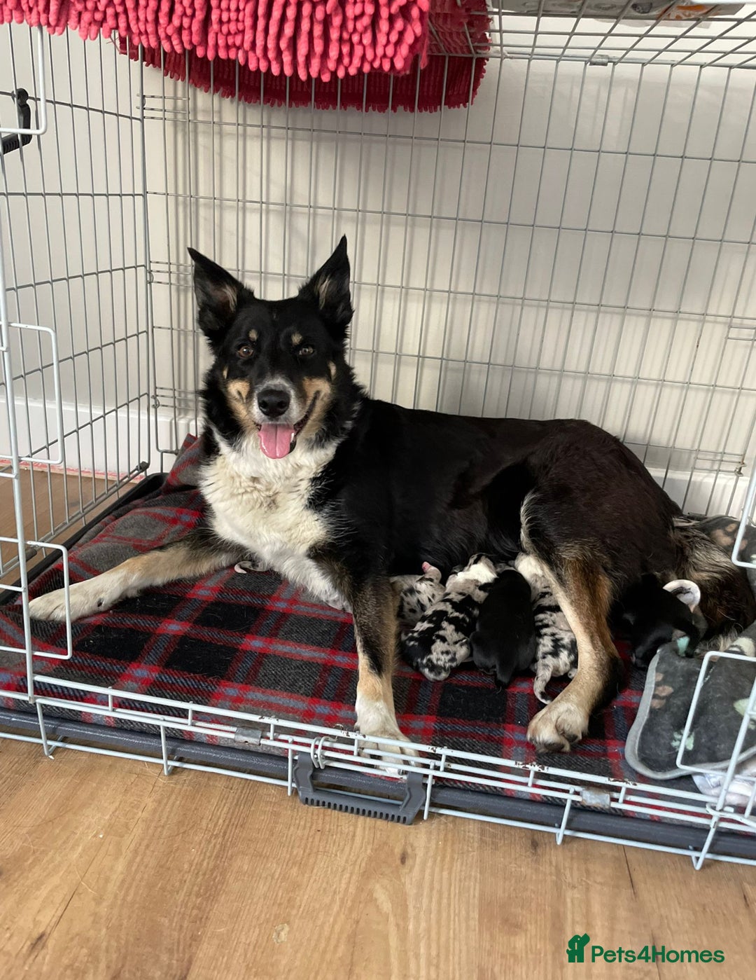 Australian Shepherd dogs for sale: *Ready Now* Australian shepherd puppies - Image 9