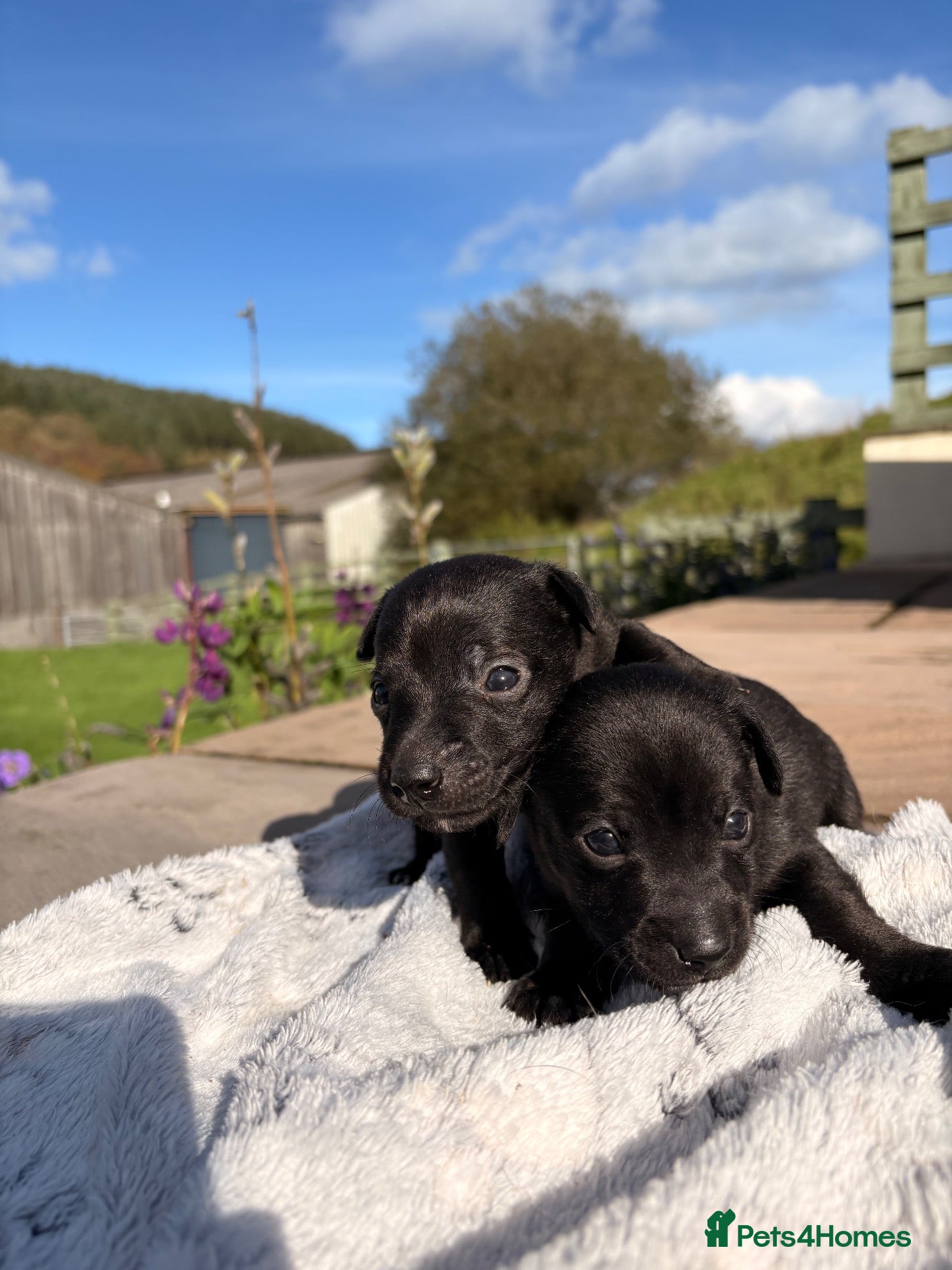 Patterjack dogs Patterjack pups  - Advert 8