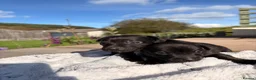 Patterjack dogs for sale: Patterjack pups  - Advert 1
