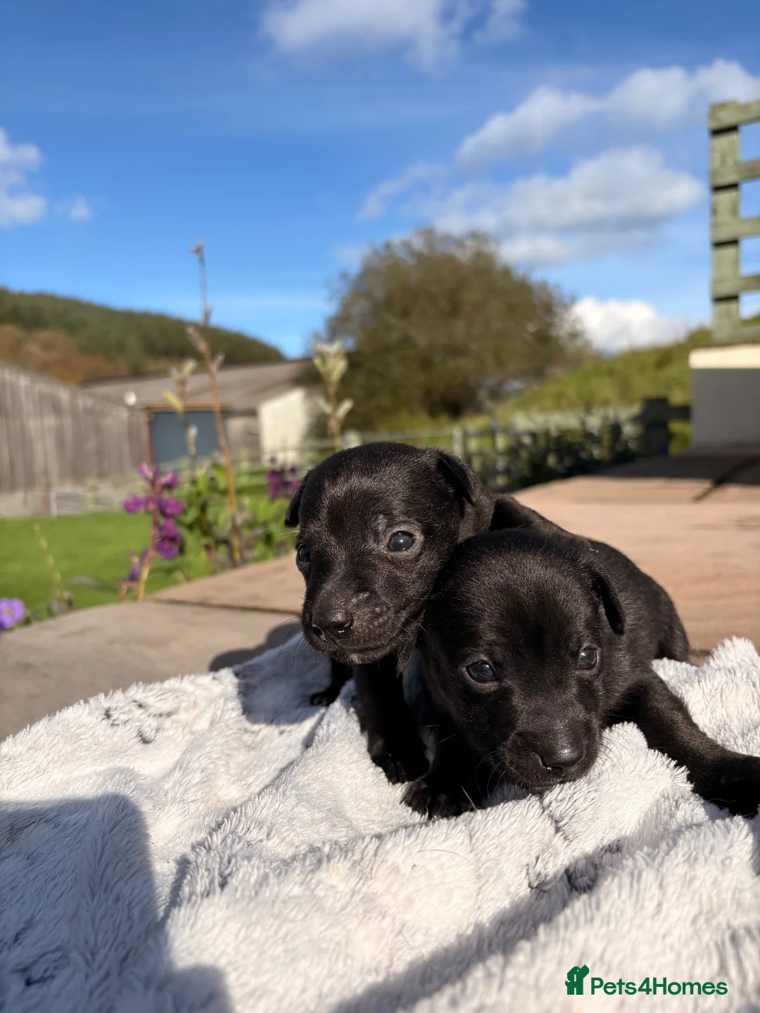 Patterjack dogs for sale: Patterjack pups  - Advert 1