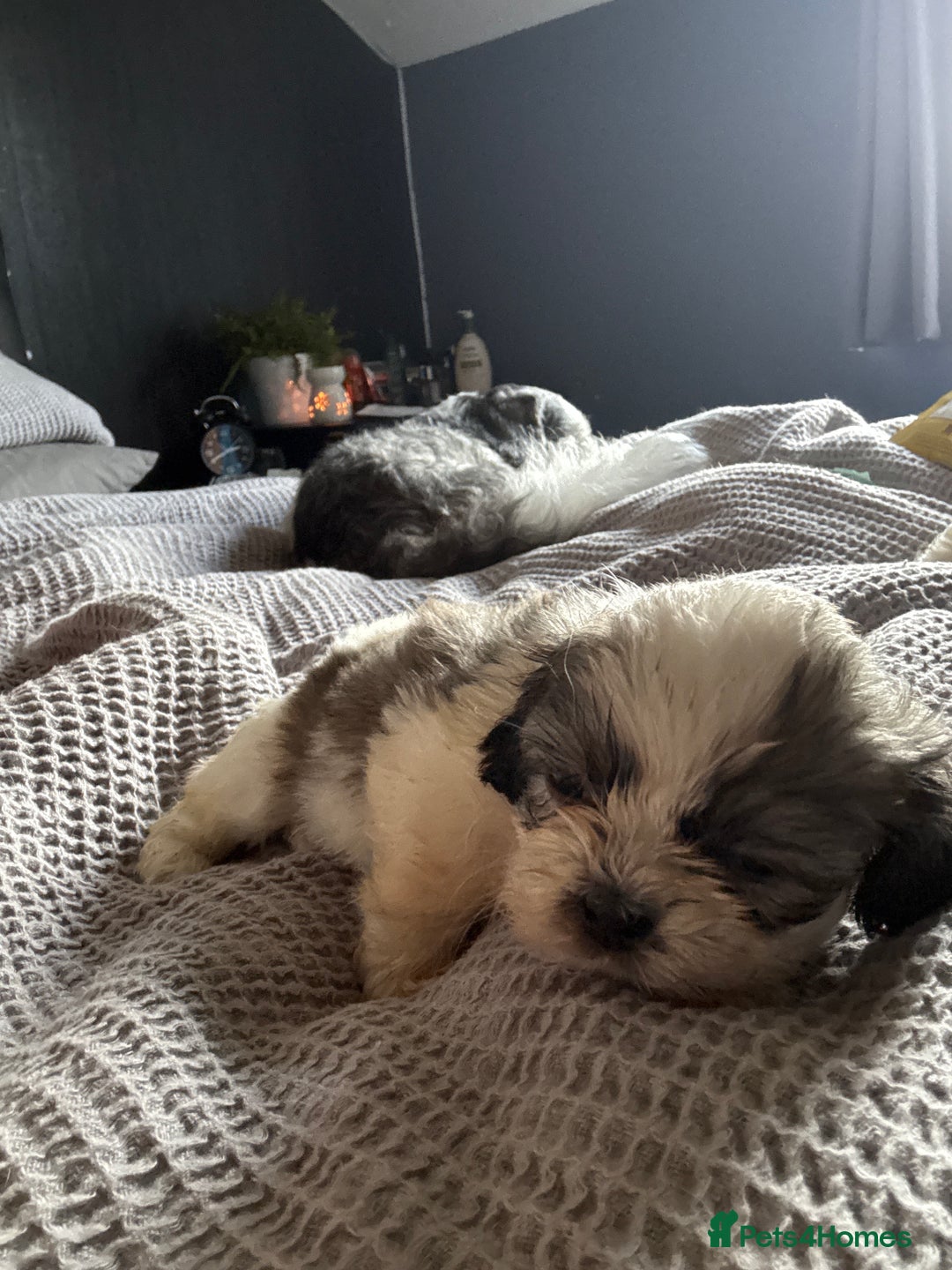 Shih Tzu dogs for sale: Shih zhus puppys - Image 8