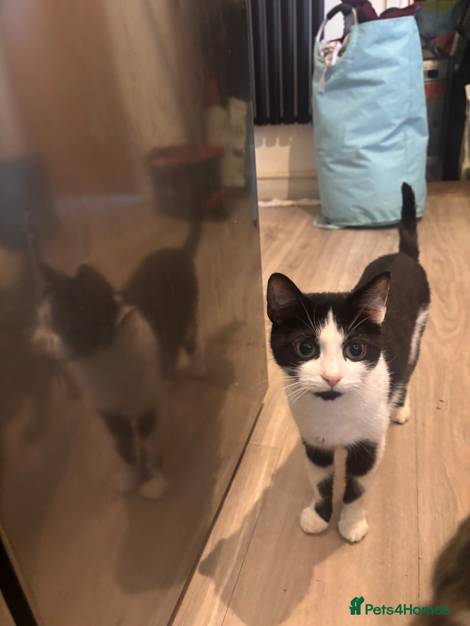 Mixed Breed cats Beautiful black white girl - Advert 1
